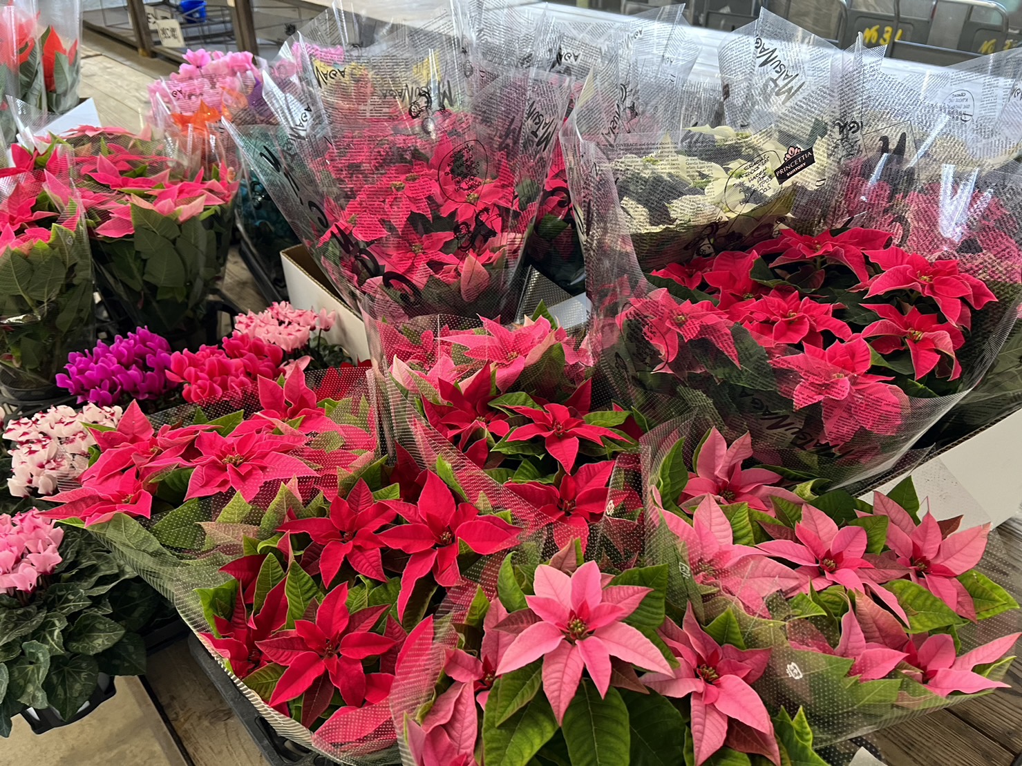 【コーディネート】自然の色